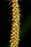 Great smokey mountain sedge